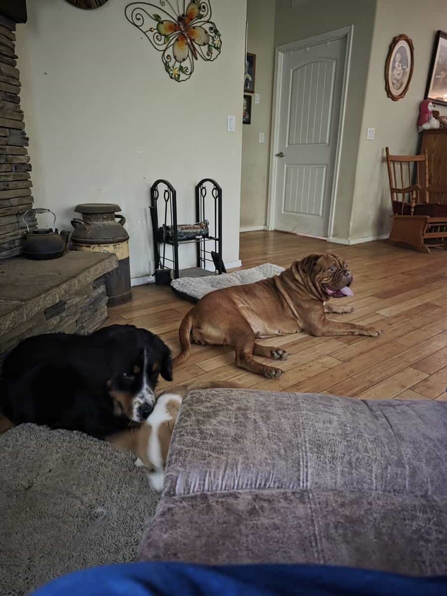 French mastiff image 1
