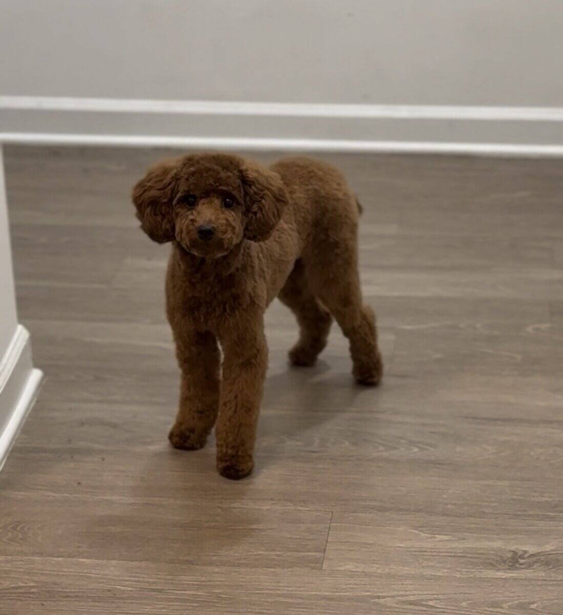 Toy Poodle - Rehome image 3