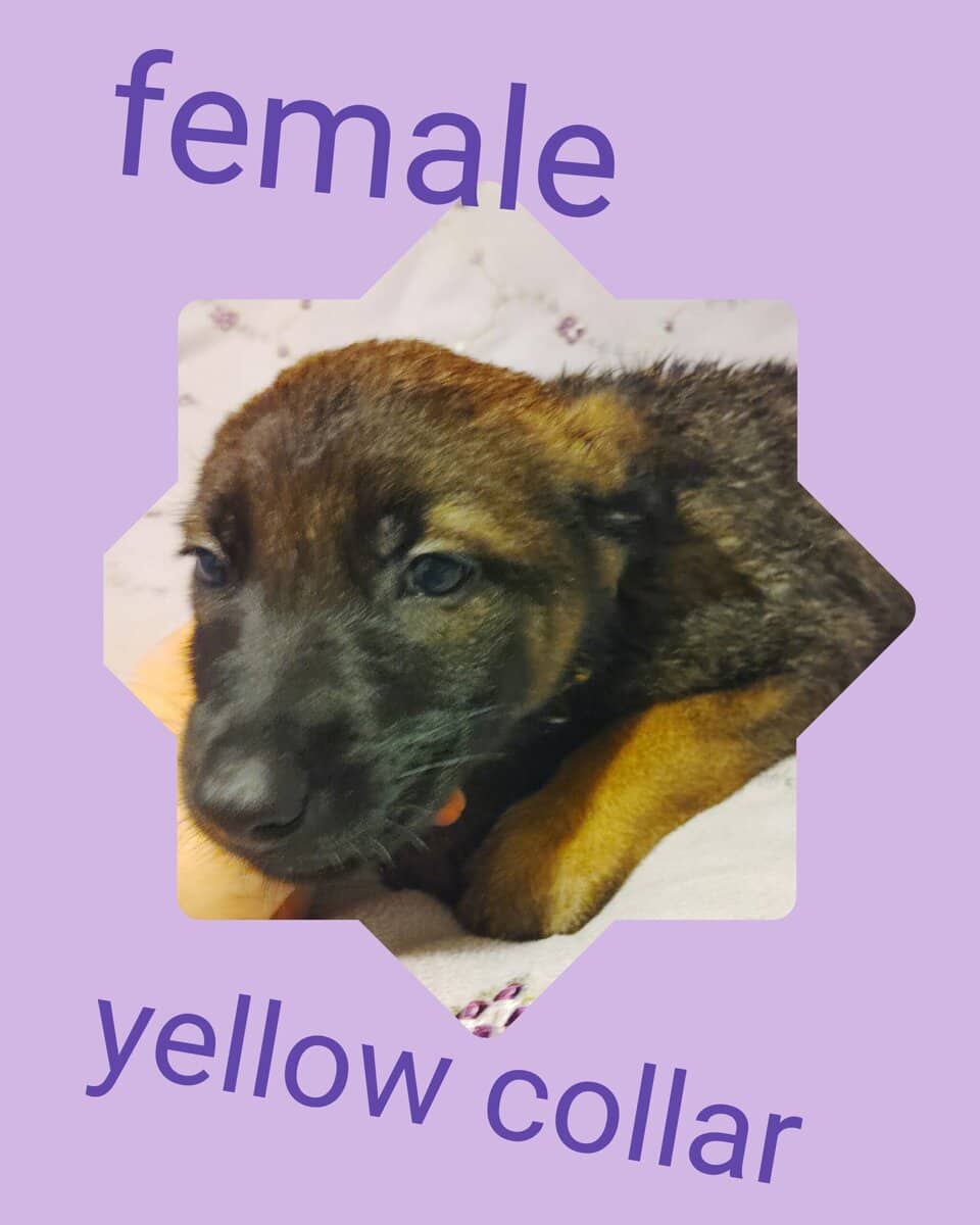 Belgian malinois image 7
