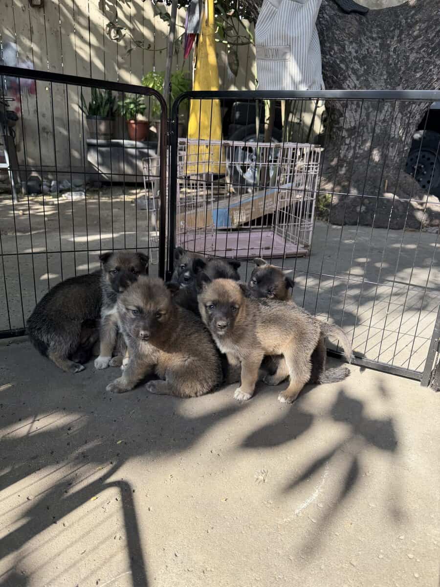 belgian husky puppies image 1