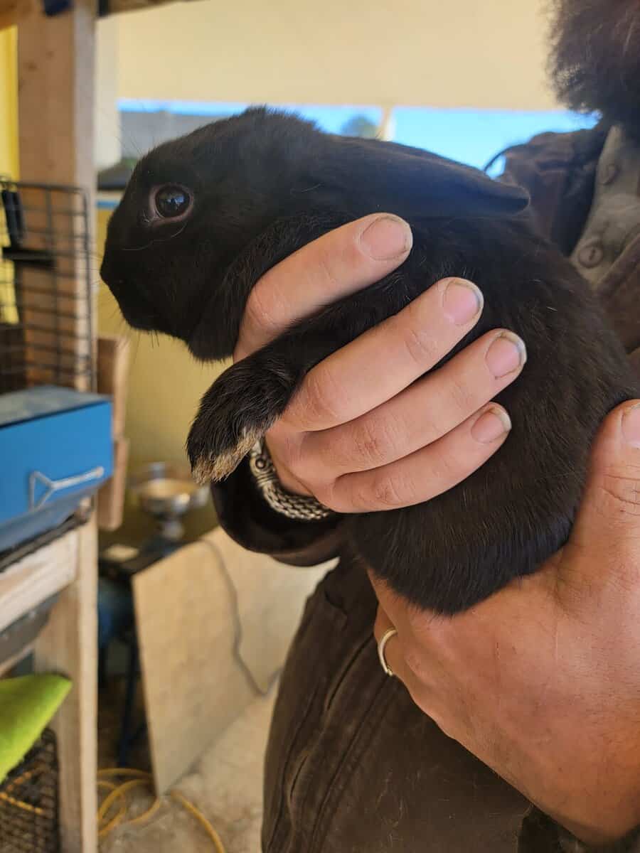 Bunnies image 4