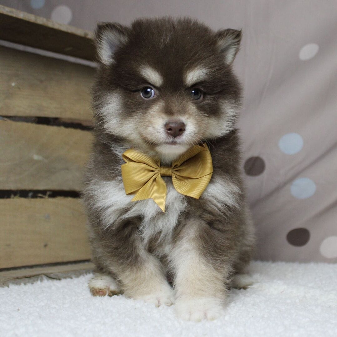 Pomsky Mix for sale! image 3
