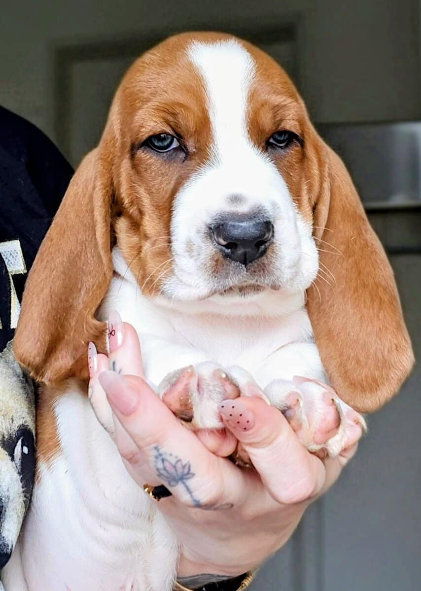 Tank the Basset image 1
