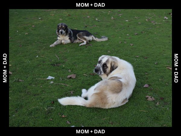 LGD Puppies-Great Pyrenees/Shepherd Mix image 23