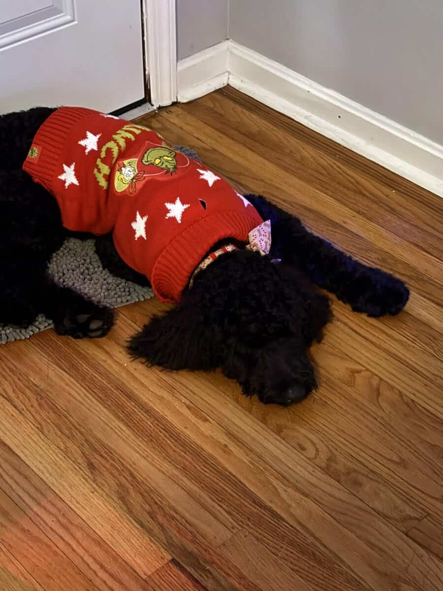 Great dog, we aren’t home enough for her. image 4