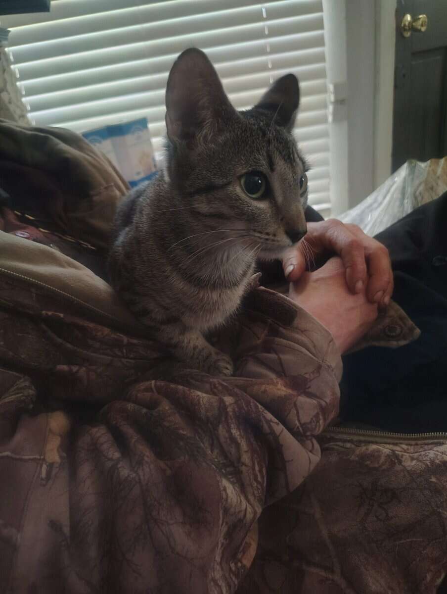 Bangel kitten image 4