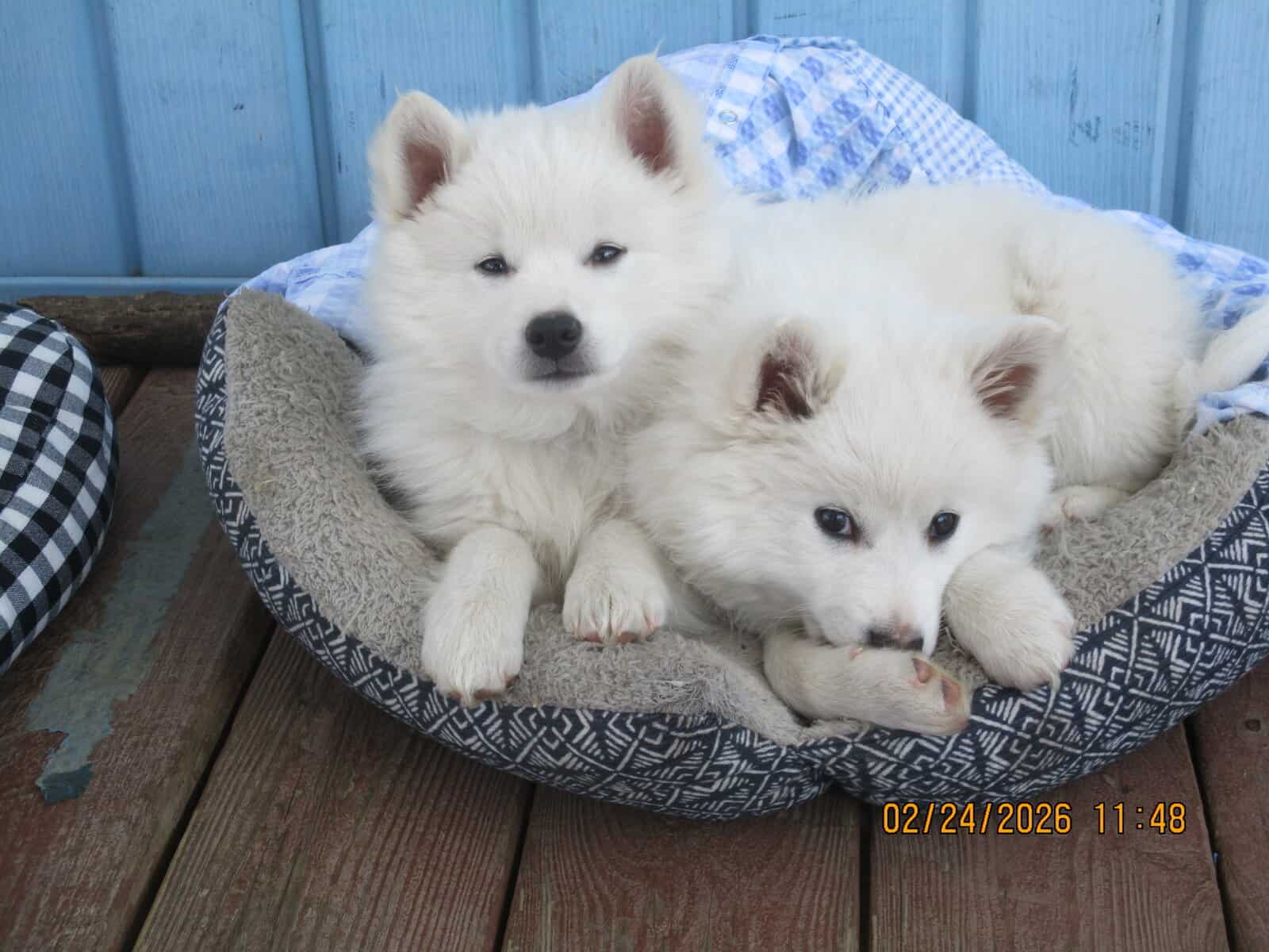 CKC American Eskimo Puppies image 4