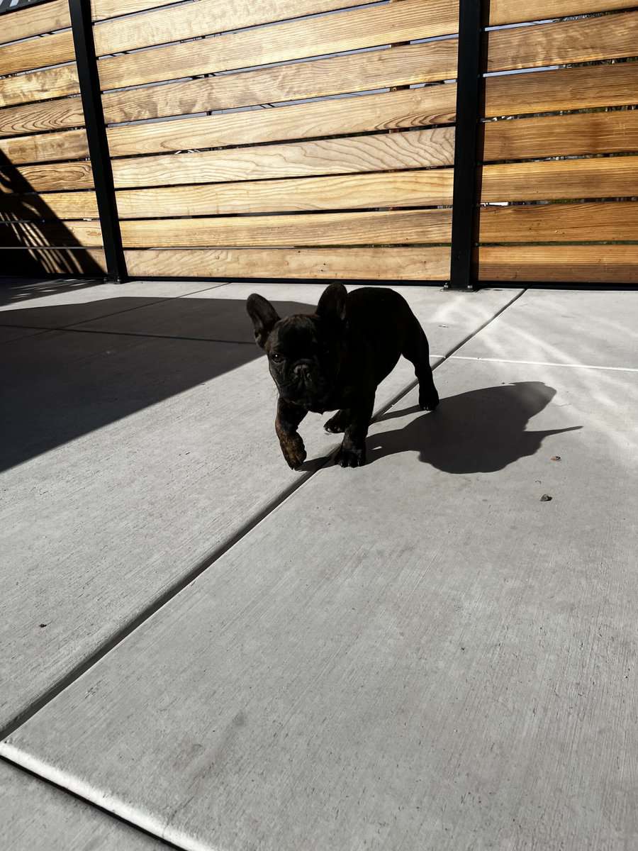 READY TO GO NOW – FRENCH BULLDOG PUPPIES 🐶 image 6