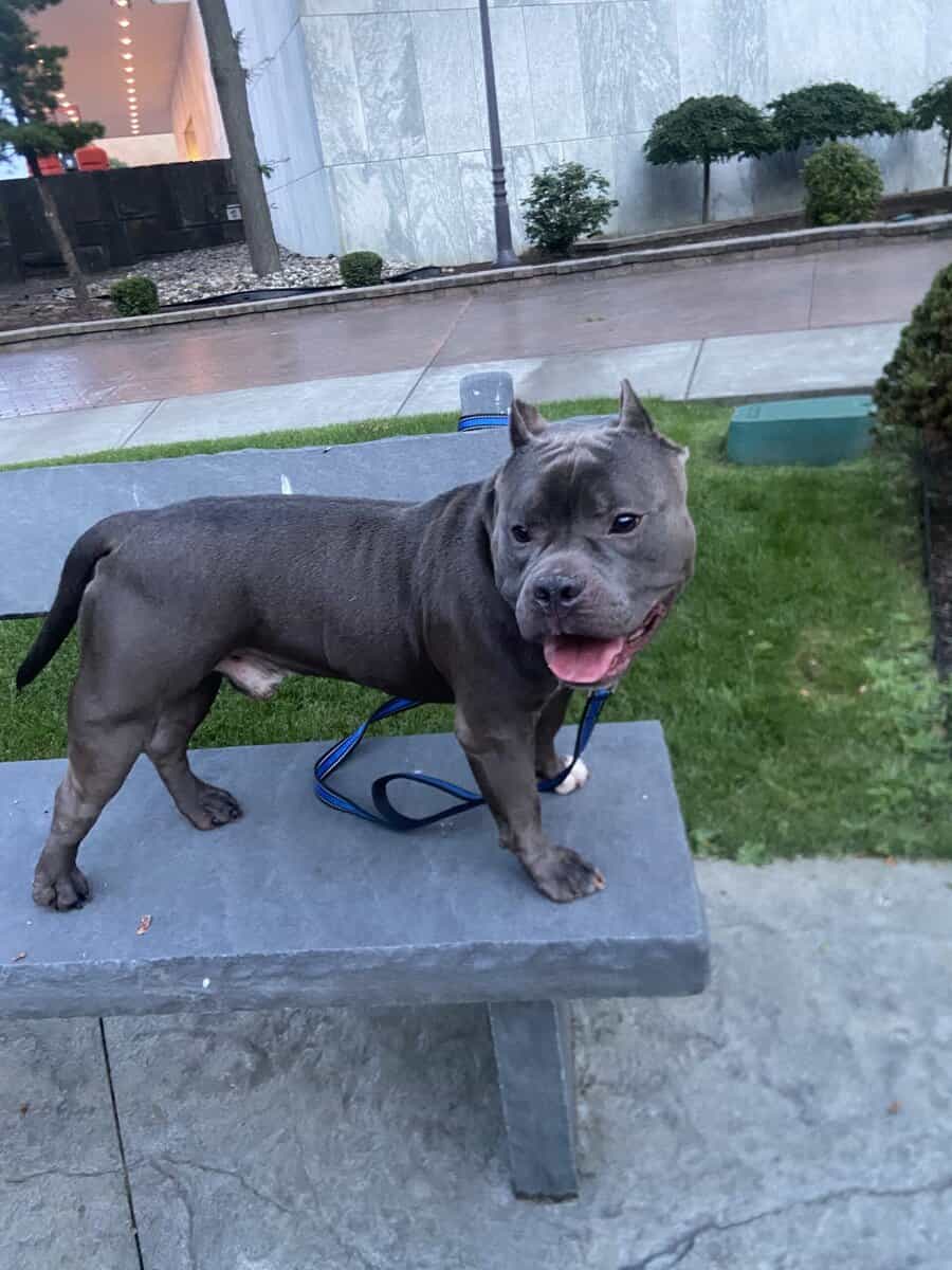 Purebred American Bully in need of a loving HOME! image 4