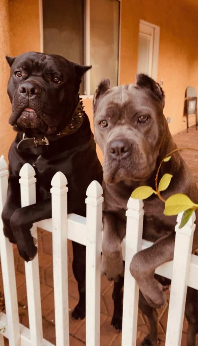 Cane Corso puppies for sale image 5