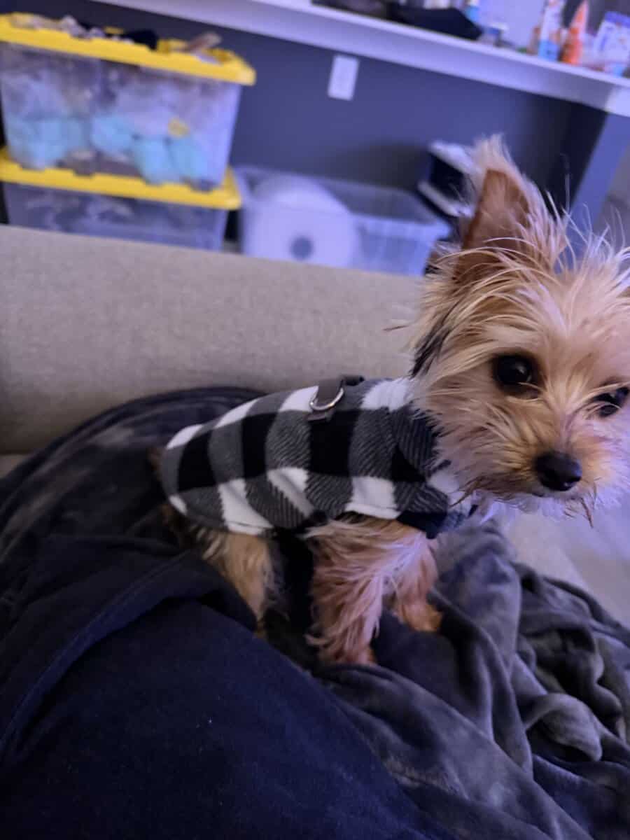 Teacup Yorkie (f/6 months old) image 3