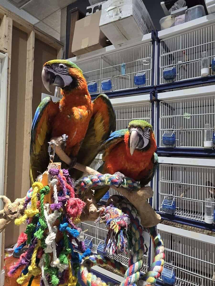Bonded Harlequin Pair image 4