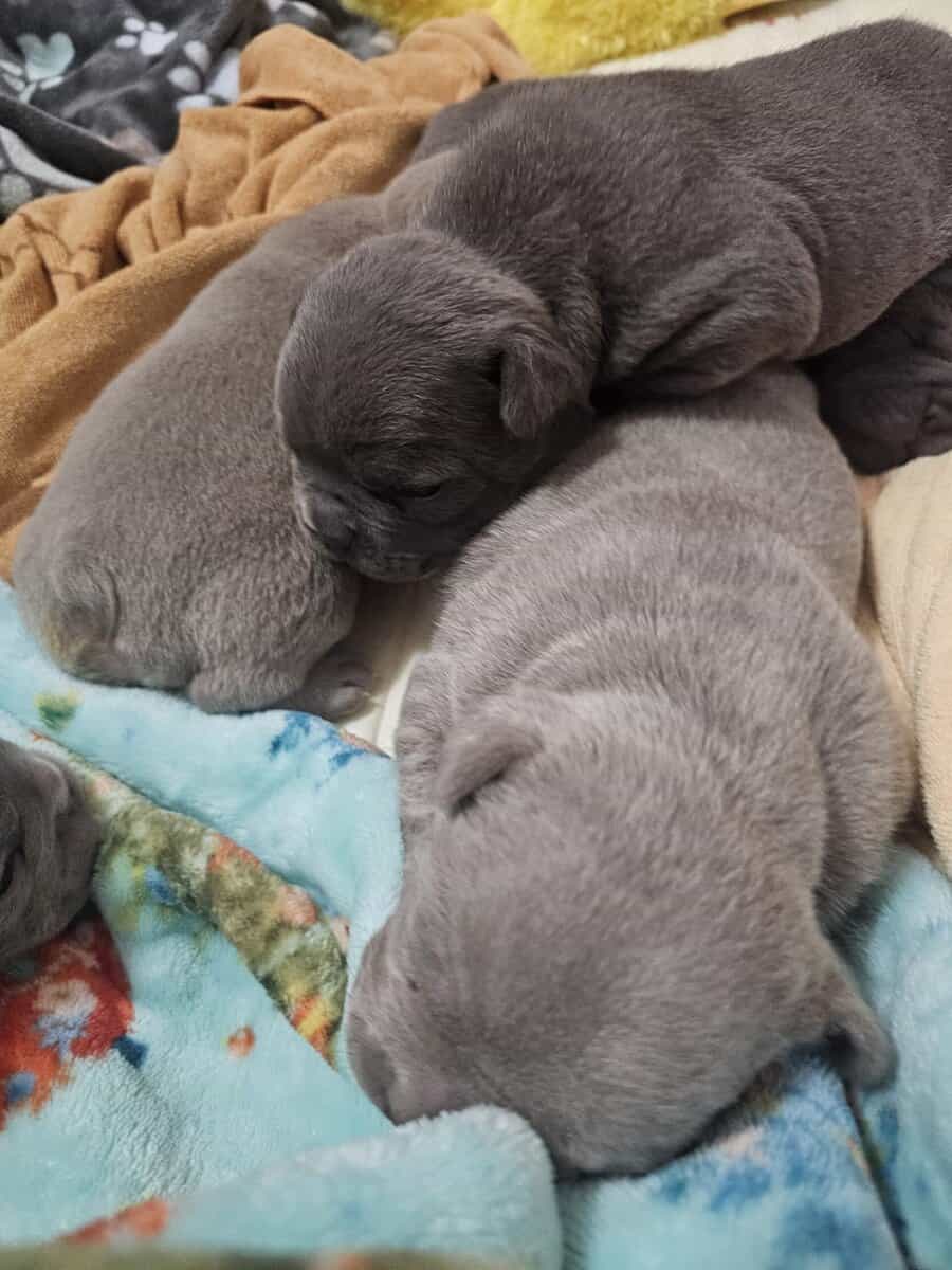 15/16 Frenchton = 94% Frenchies image 8