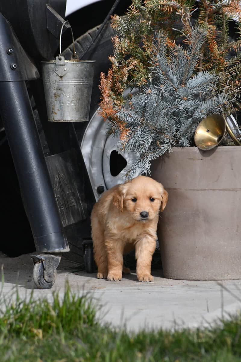 Purebred Golden Retriever papered image 8