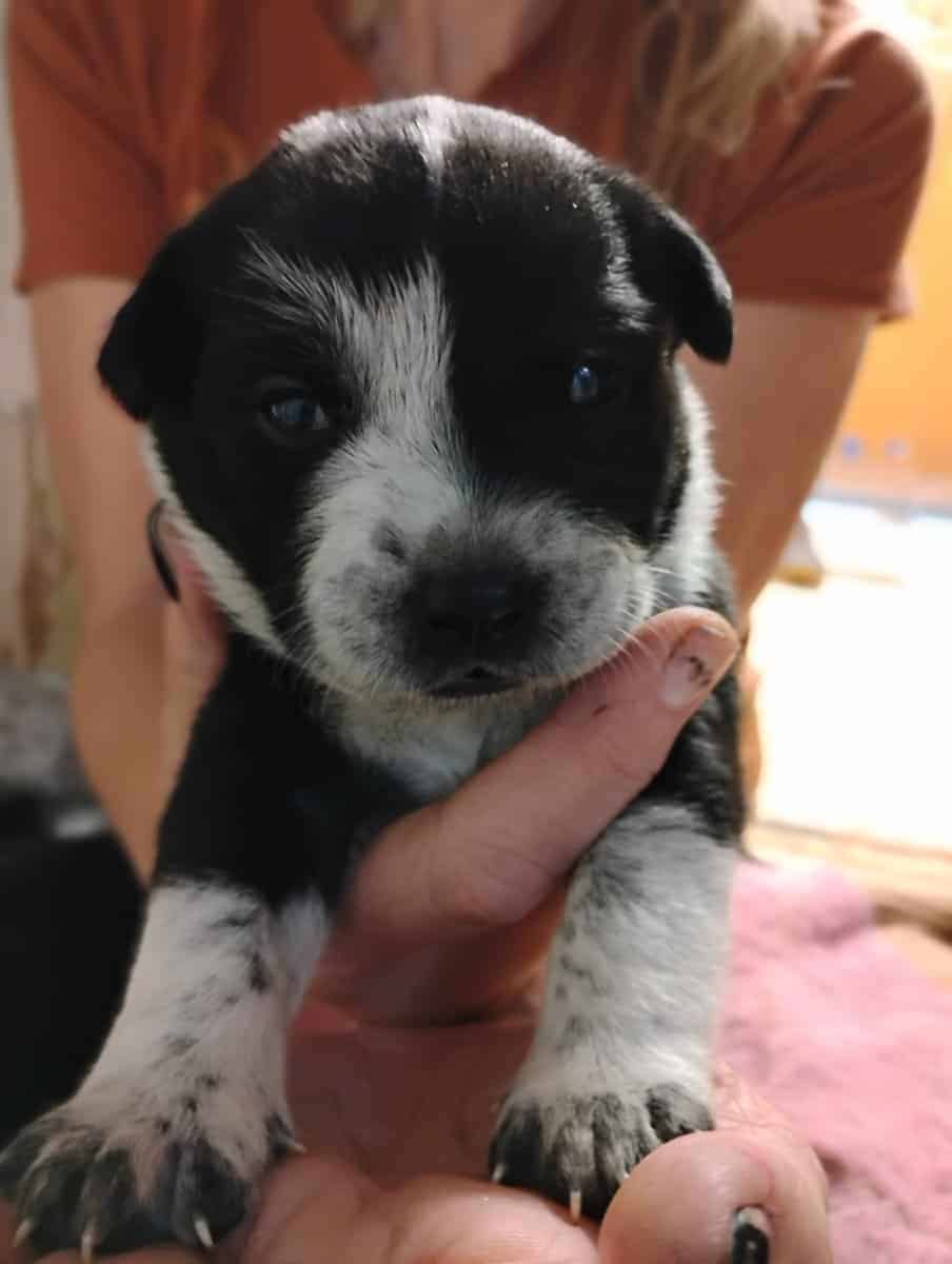 Aussiedor Puppies, Available End of March image 2