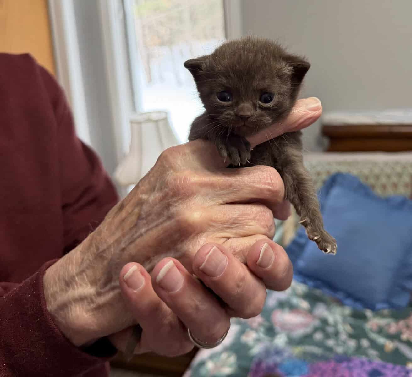 British Shorthair Kittens image 3
