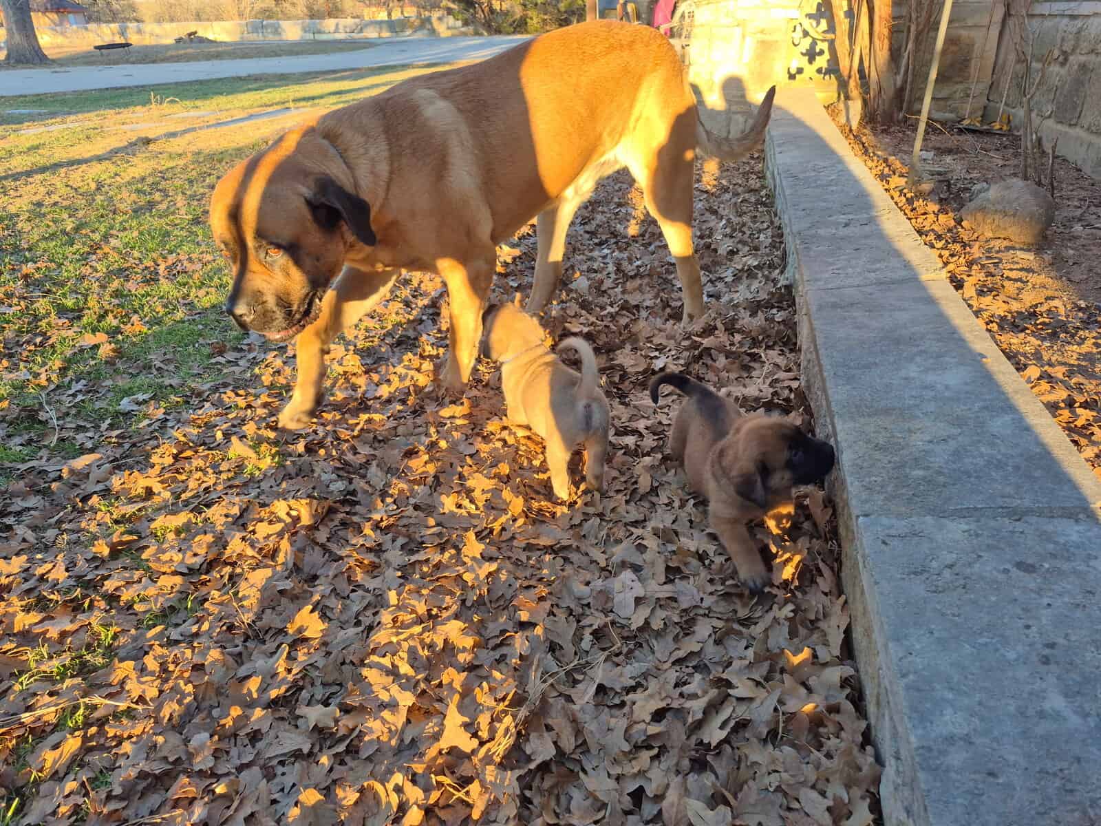 Mastiff image 13