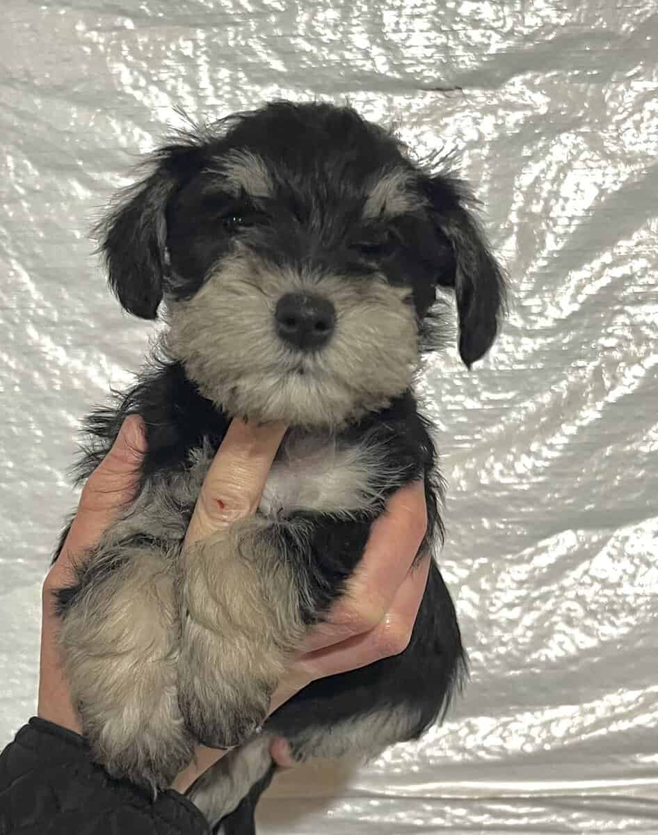 Miniature Schnauzer image 2