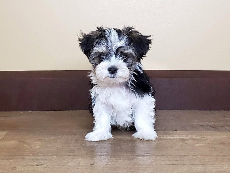Loving puppies image 5