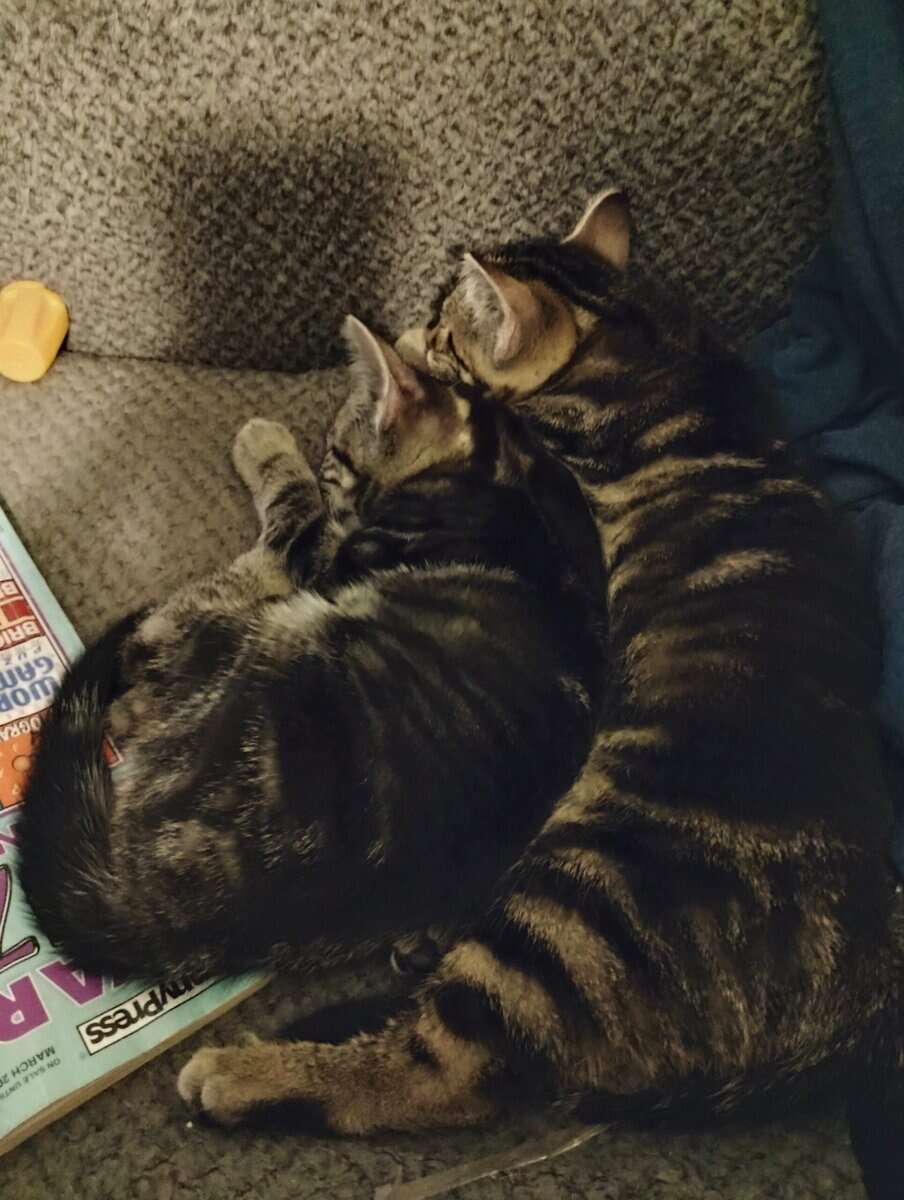 Free cats and kittens image 4