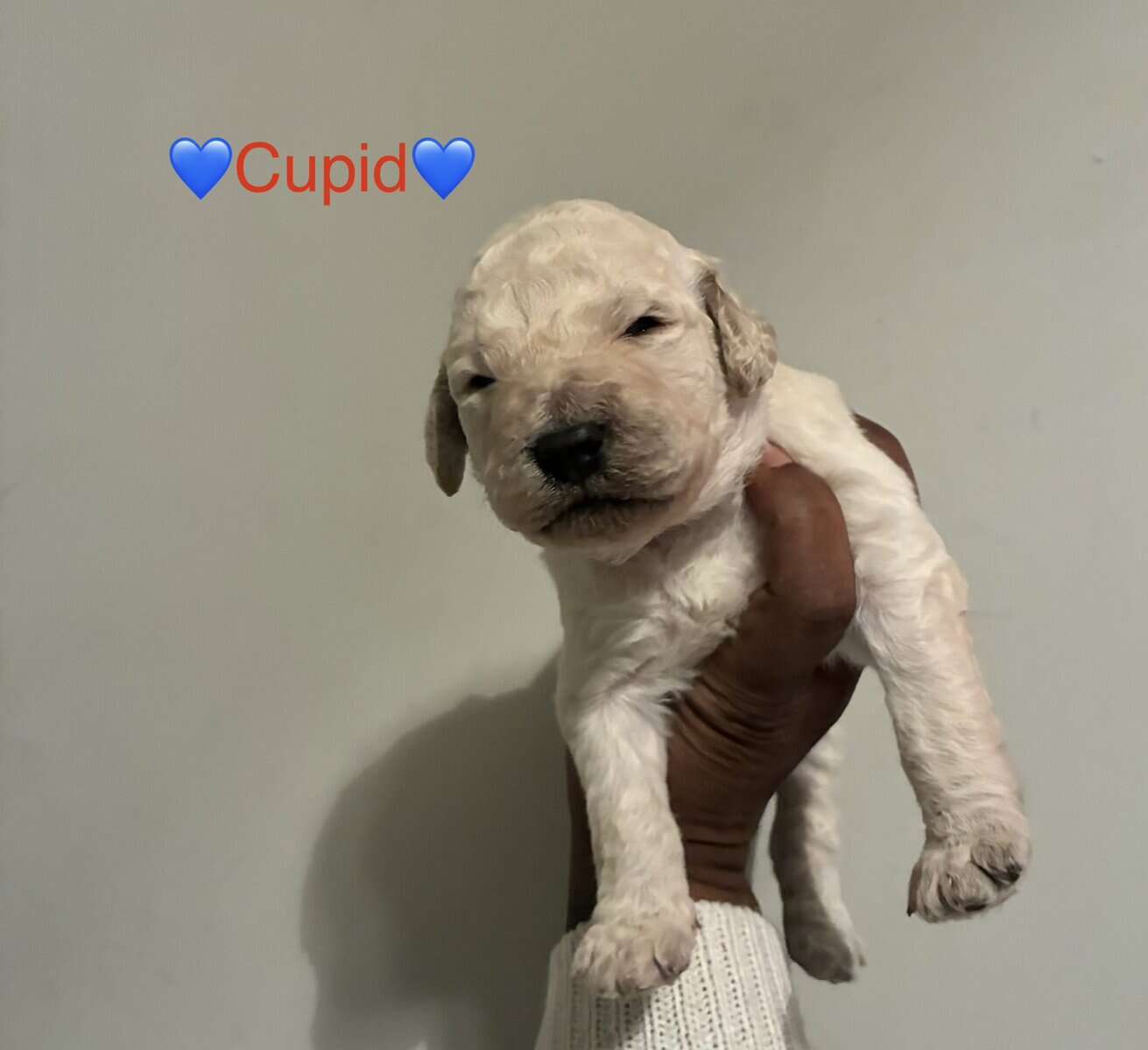 Goldendoodle Puppies image 5