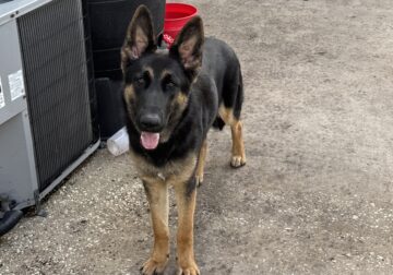 8 month old purebred German Shepherd needs rehome