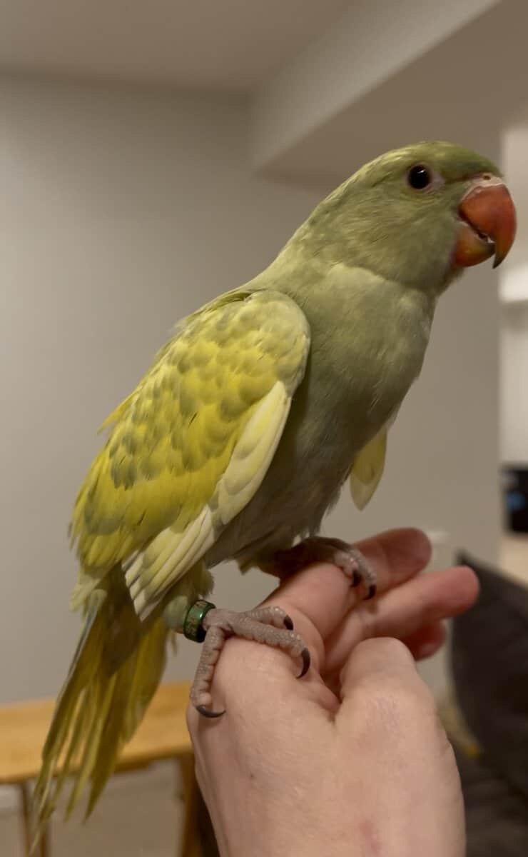 Beautiful indian ringneck babies ready now! image 1