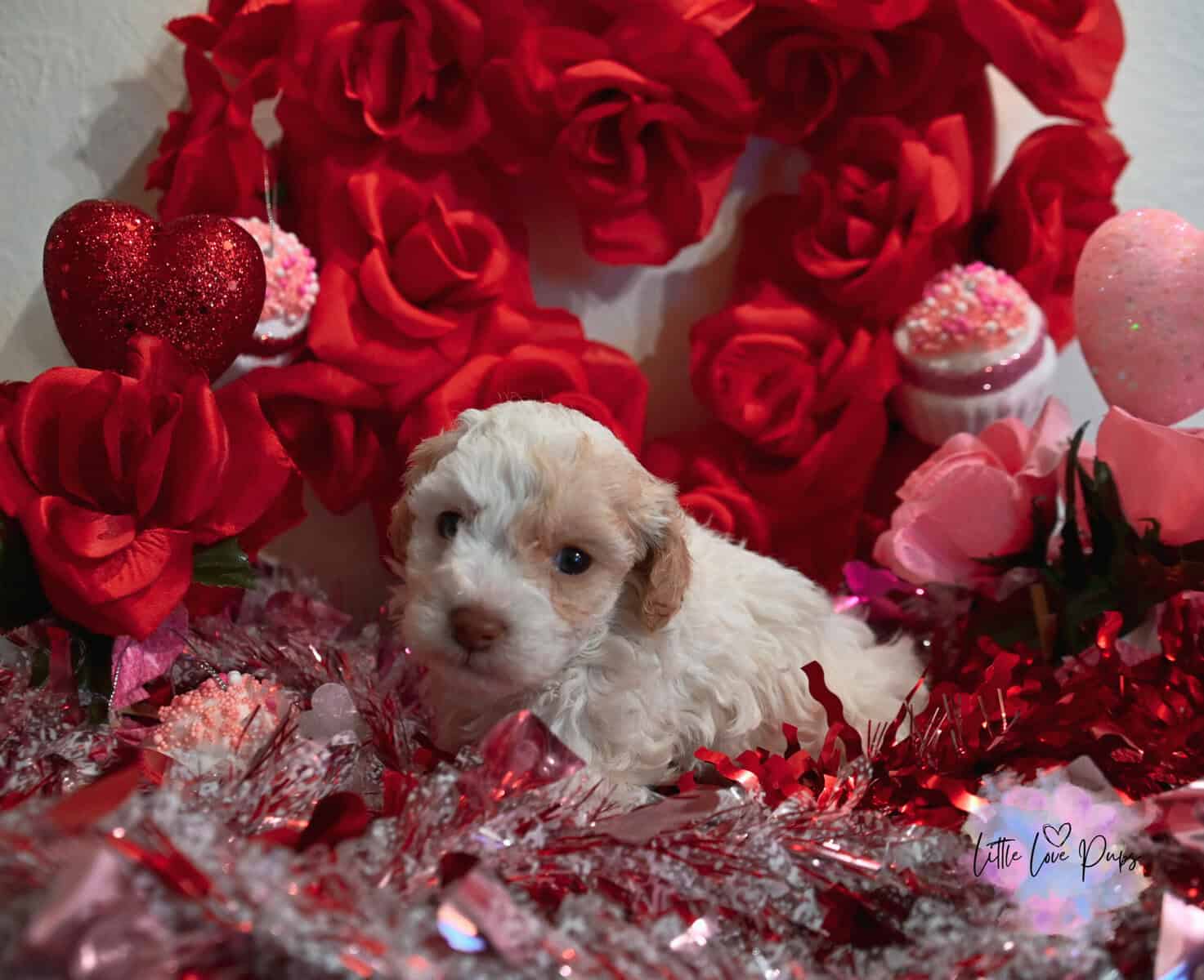 Toy Poodles image 6