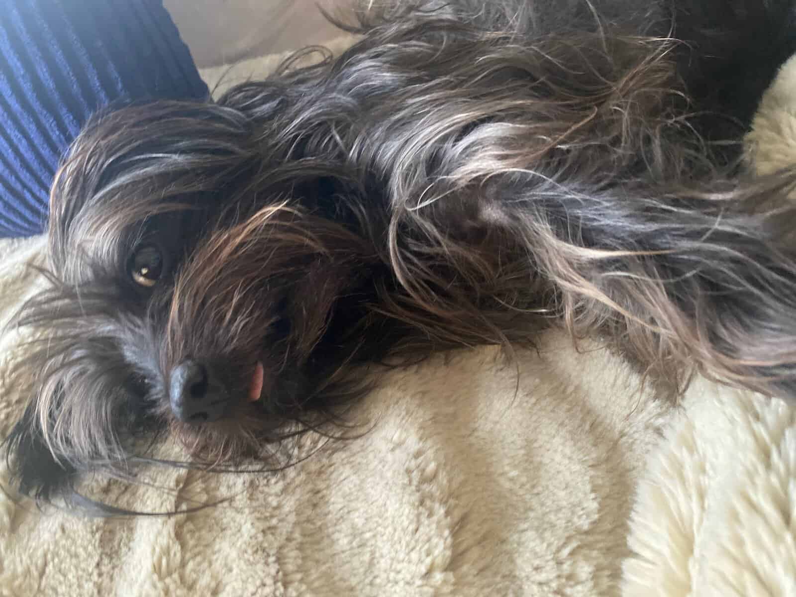 8 year old male terrier mix image 3