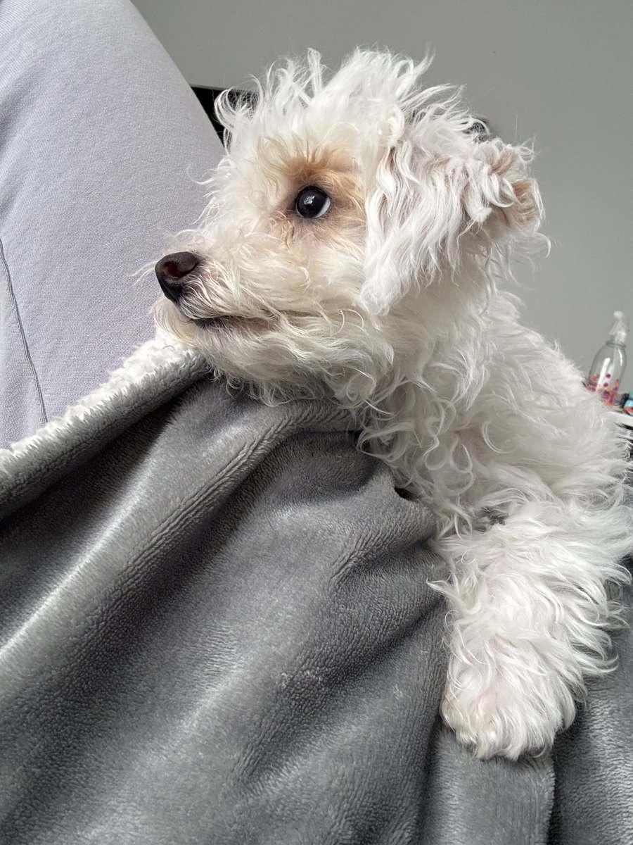 Toy poodle puppies image 1
