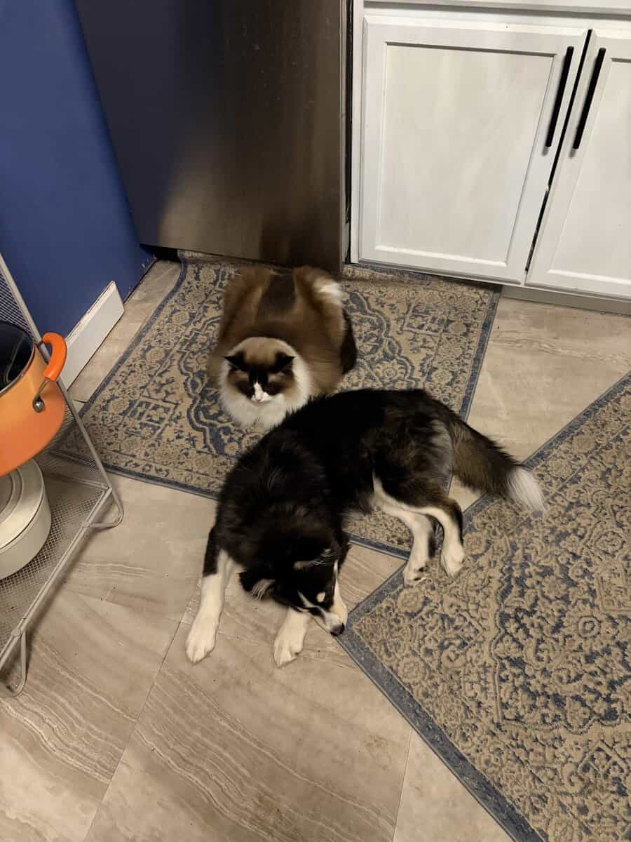 Pomsky image 4