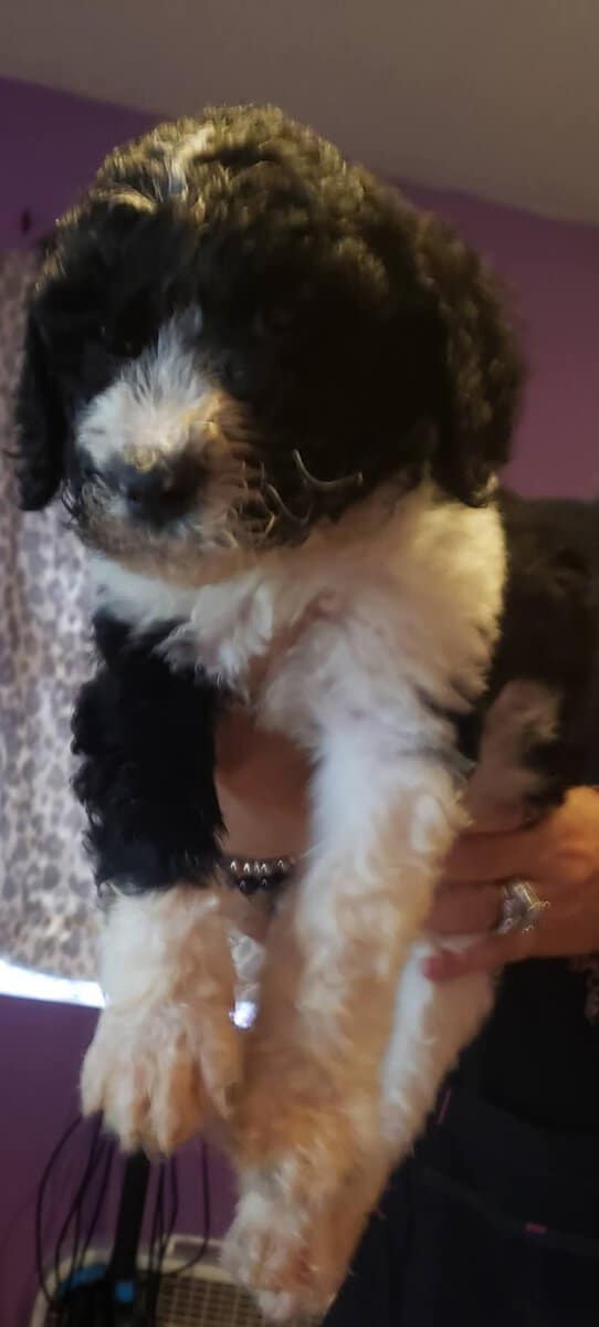 Beautiful AKC Standard Poodle Puppies image 4