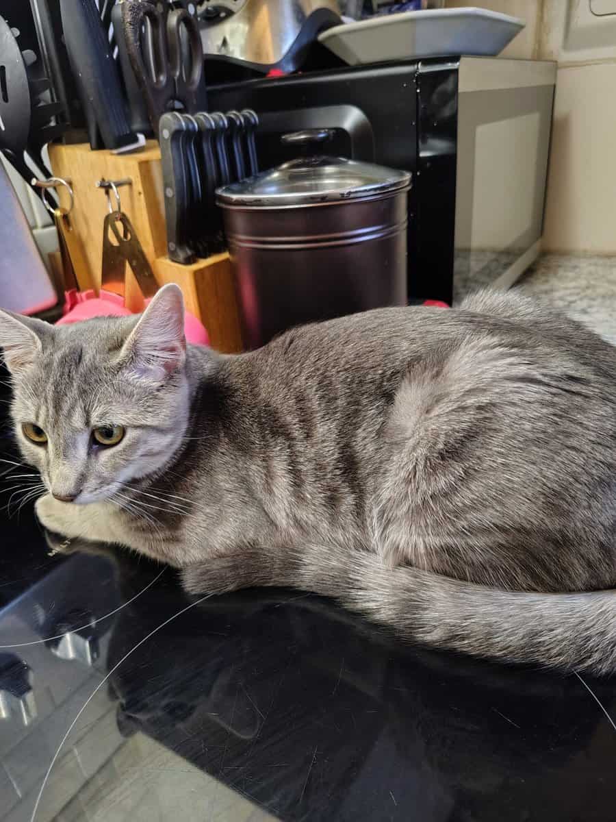 Not my cat image 1