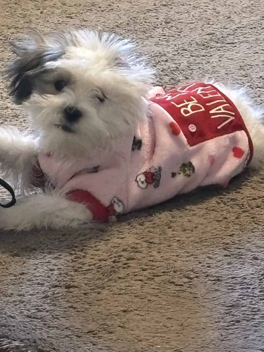 Shih Tzu image 1