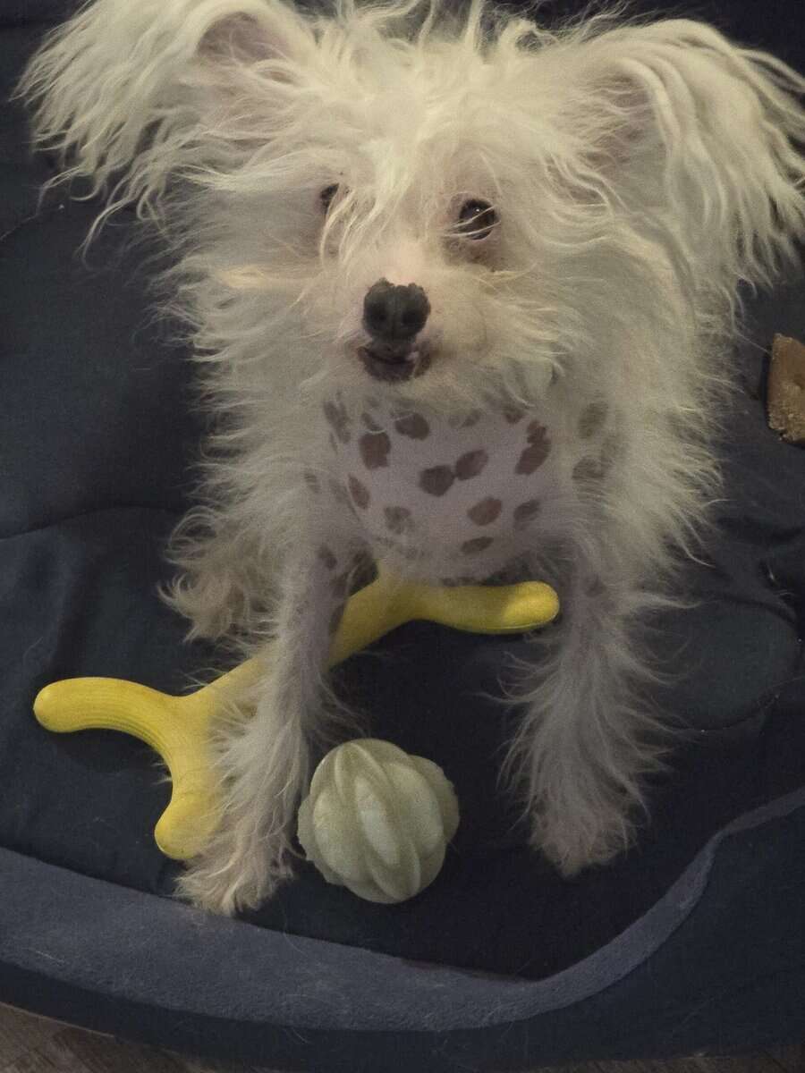 Chinese crested H.H Ship Included image 3