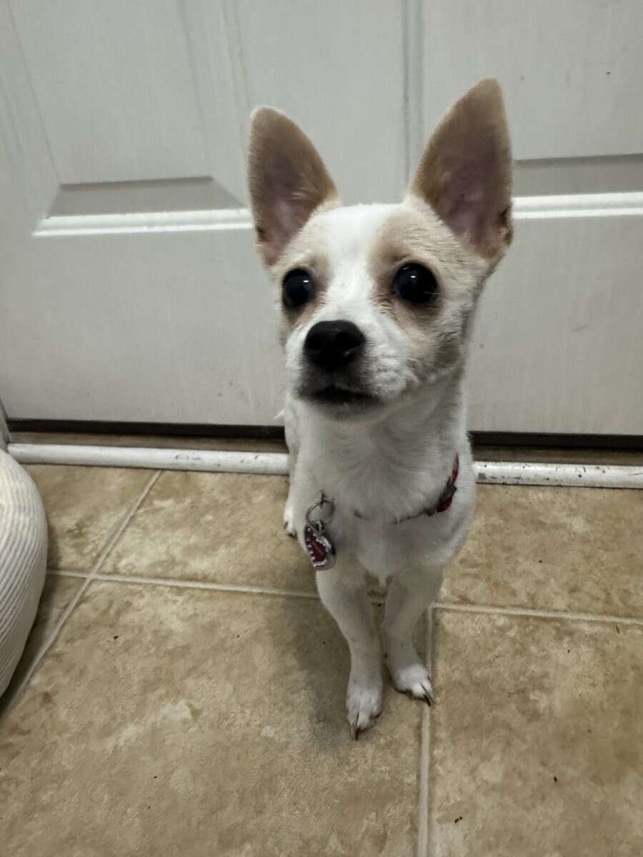Chihuahua image 3