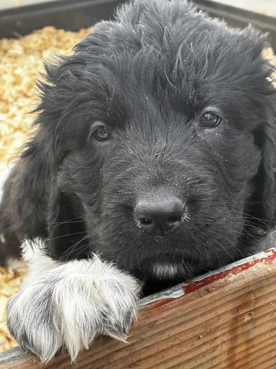 Newfoundland Lanseer Puppies image 1