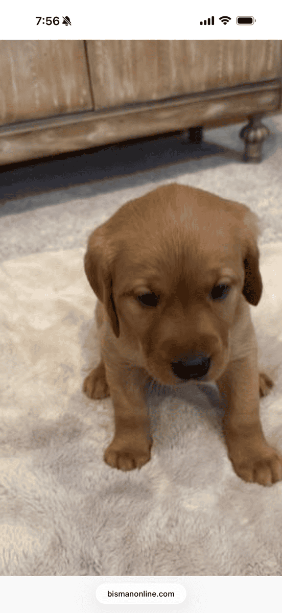 Labs for sale image 1