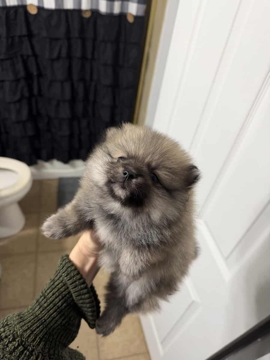 Pom puppy image 2