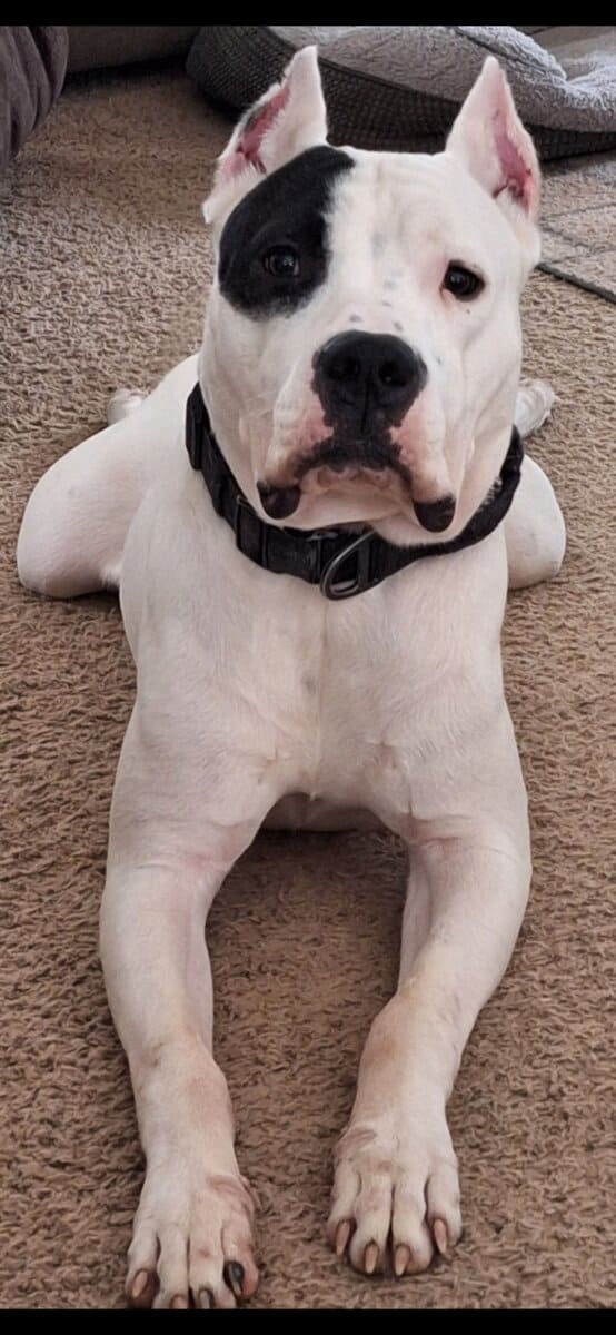 Dogo Argentino image 2