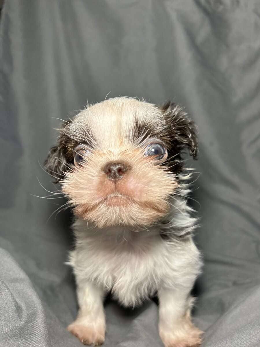 Mochi image 4