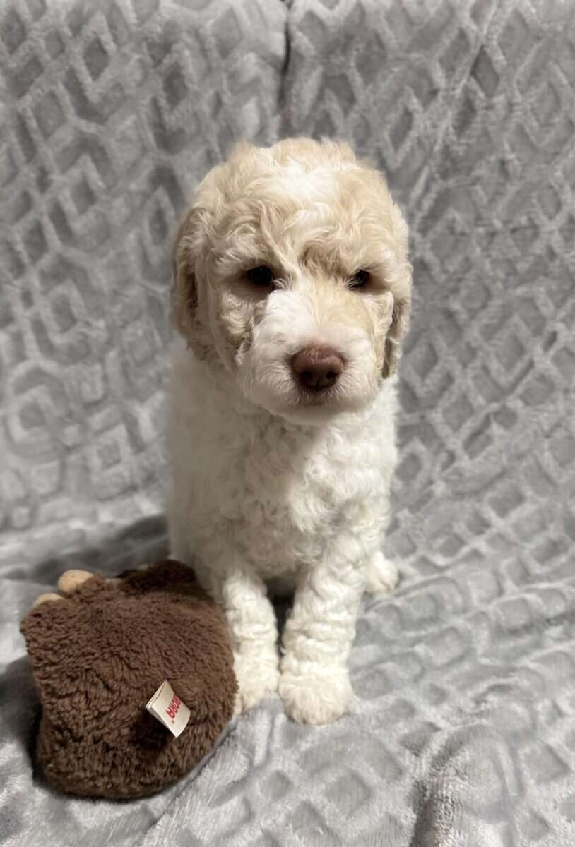 Golden Doodle Puppies image 2