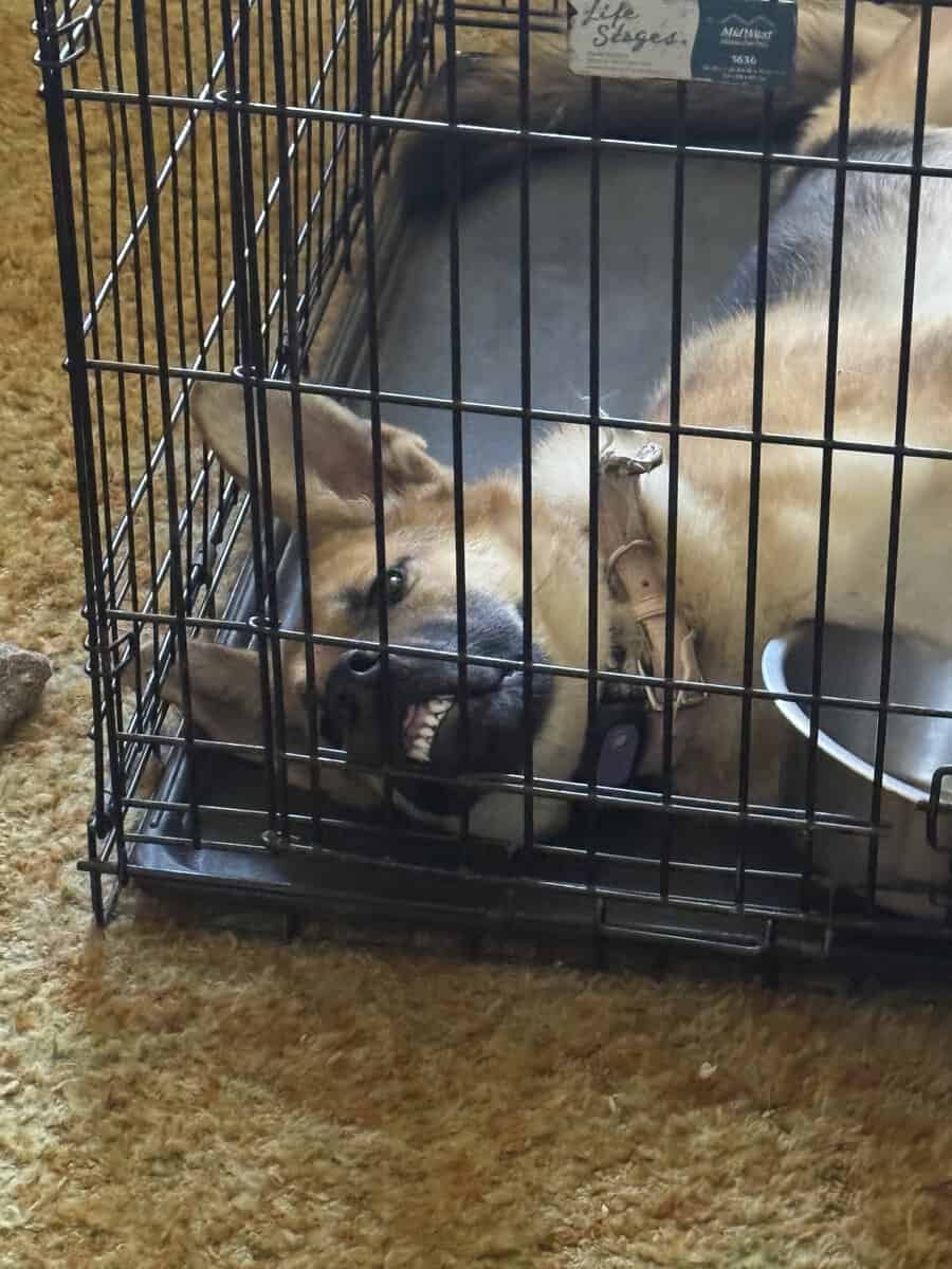 Female German shepherd image 3