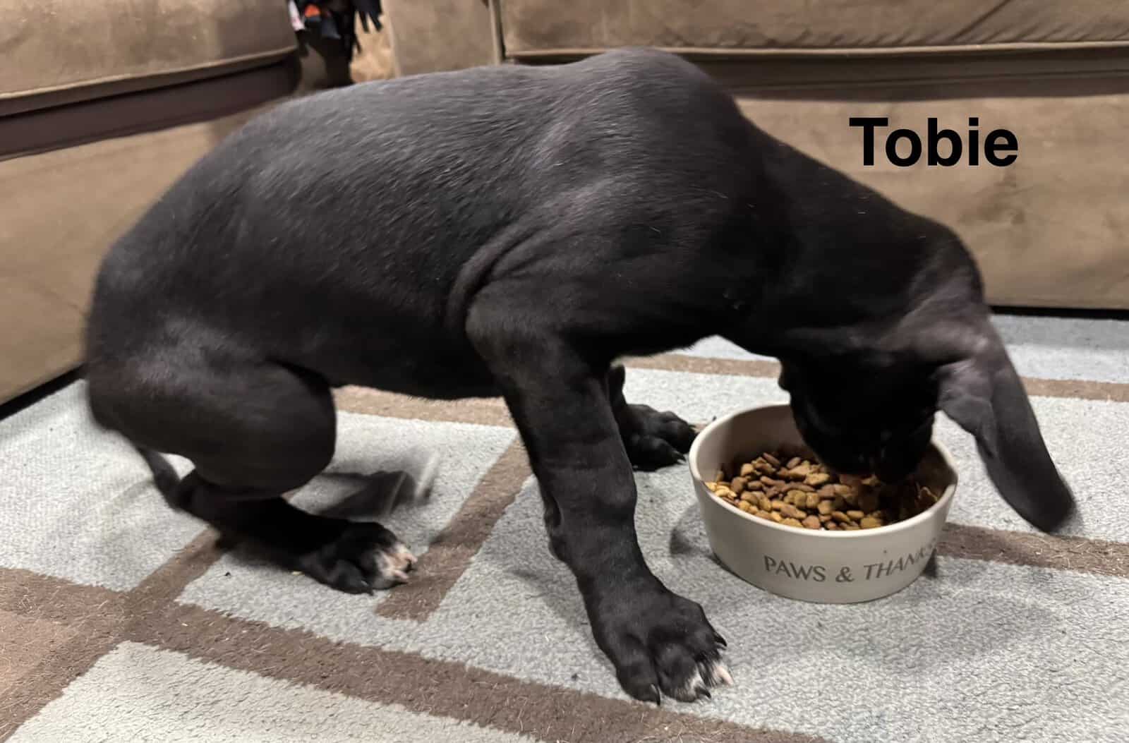 10 week old Great Dane puppy image 3