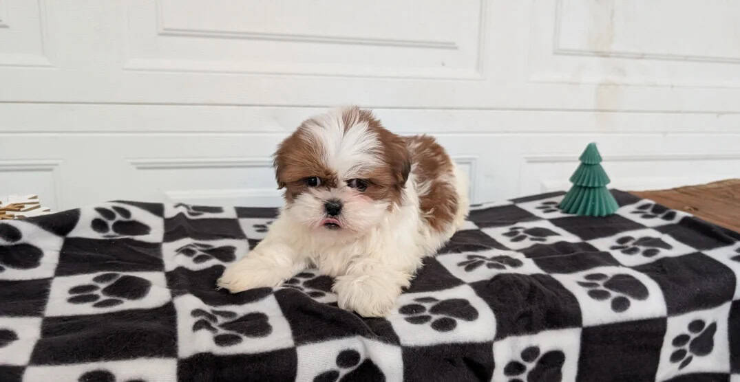 Sweet Teddy Bear pups image 2