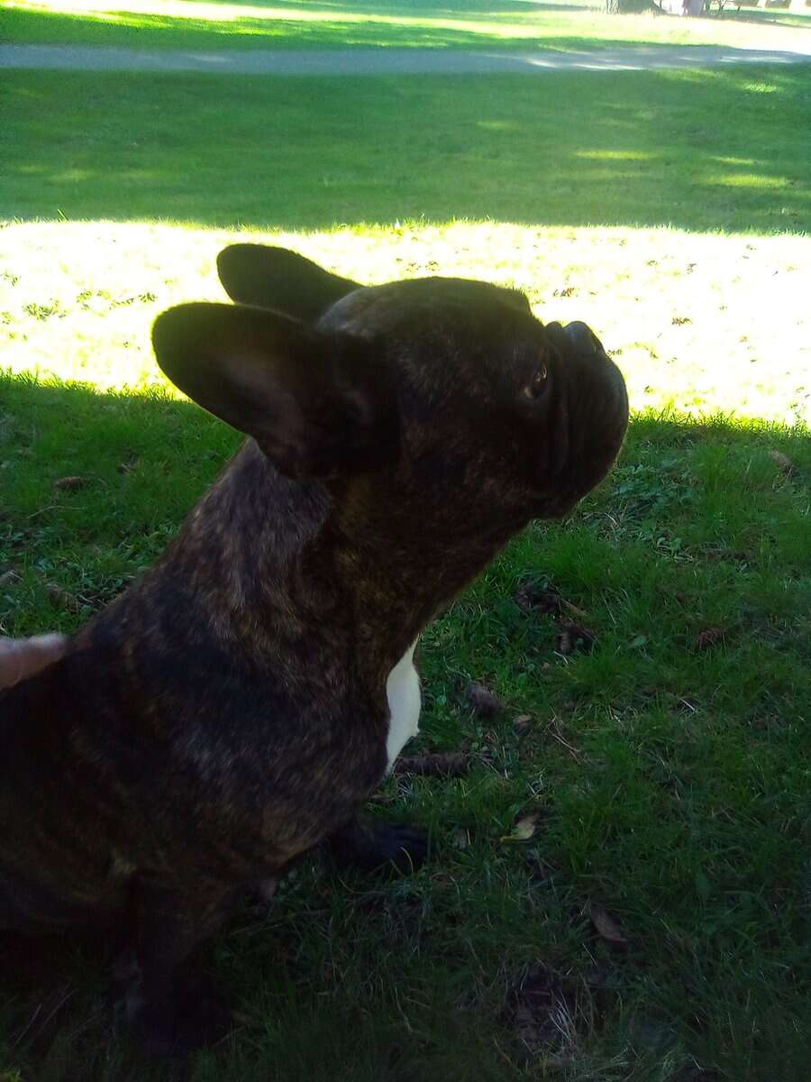 Frenchie Pups image 4
