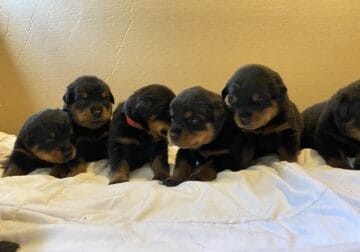 Rottweiler Puppies
