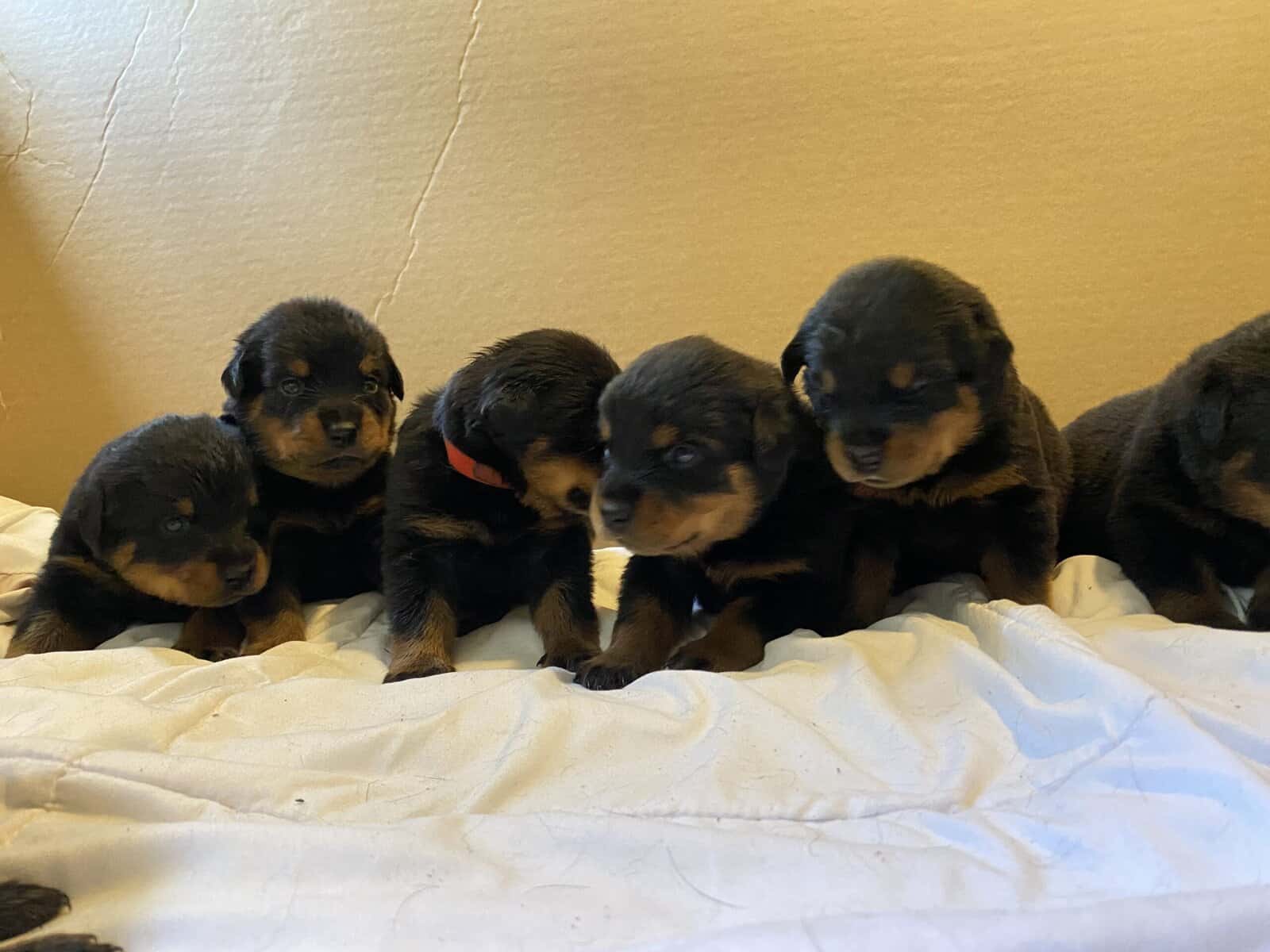 Rottweiler Puppies image 1