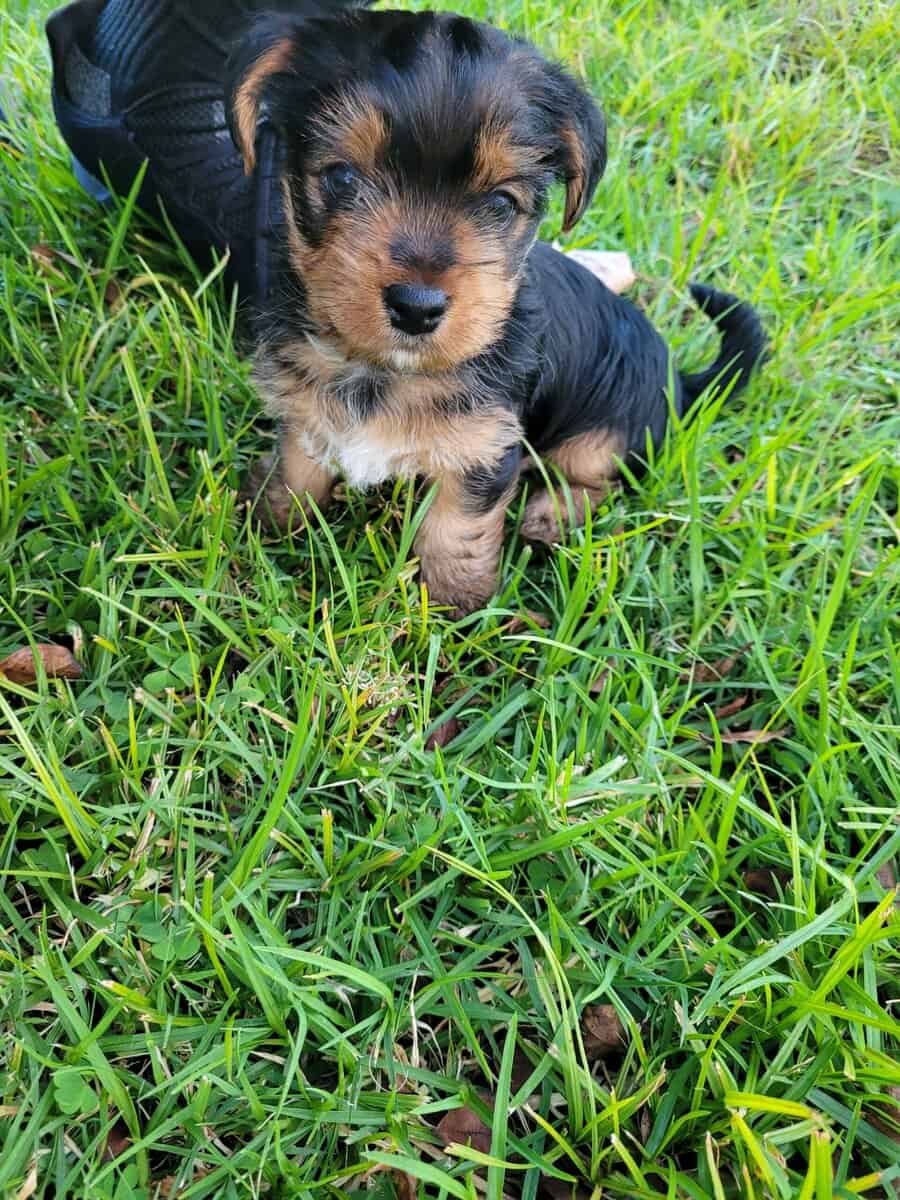 Male Yorkie Puppy image 2