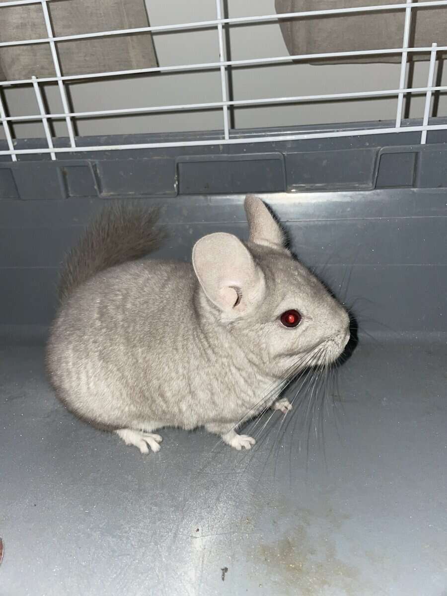 Chinchilla image 3